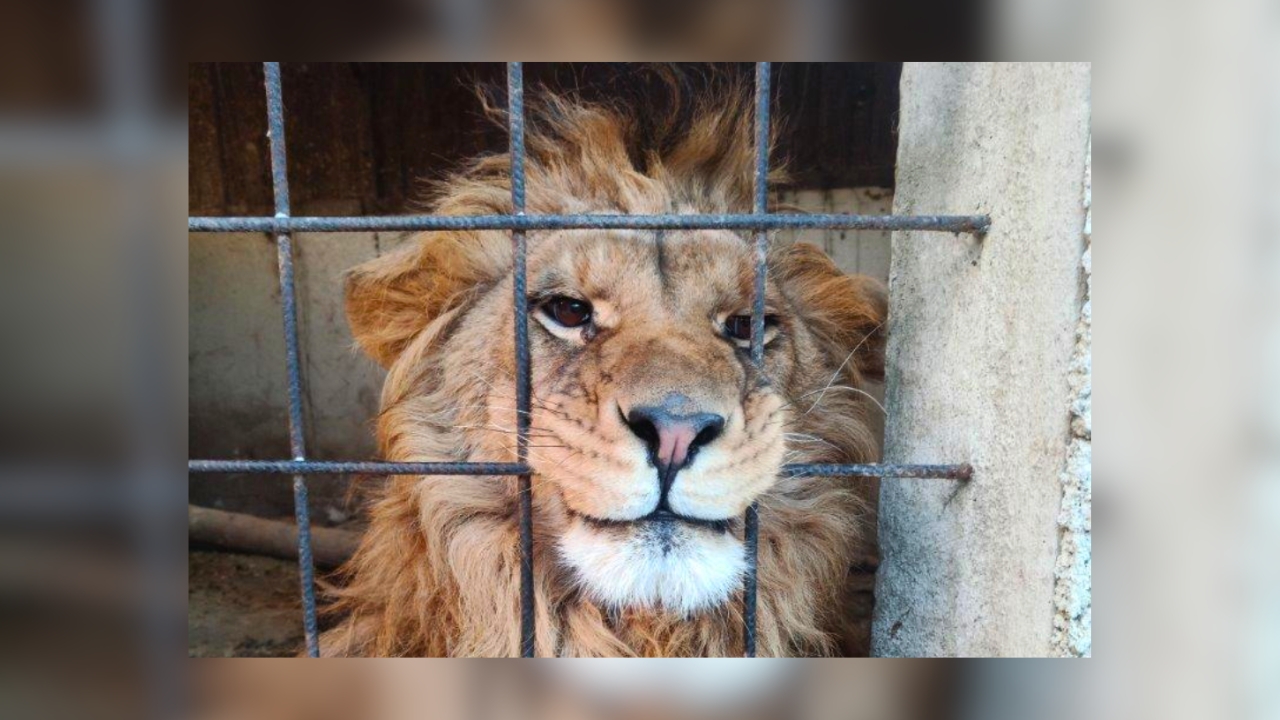 Nearly 20,000 animals seized in global wildlife trafficking crackdown