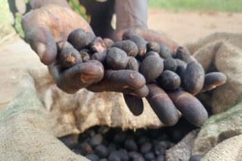 Pan-fried shea nuts. Image by Pat Robert Larubi for Mongabay.
