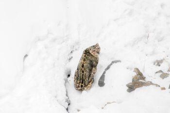 Banner image of a snow leopard in snow by In India travel via Wikimedia Commons (CC BY-SA 4.0).
