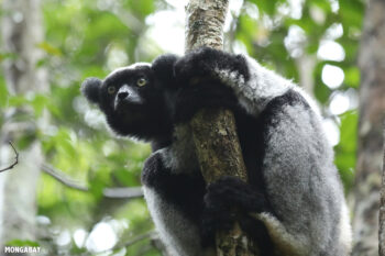 Banner image of an indri by Rhett A. Butler/Mongabay.