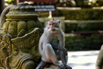 A long-tailed macaque in Bali, Indonesia.