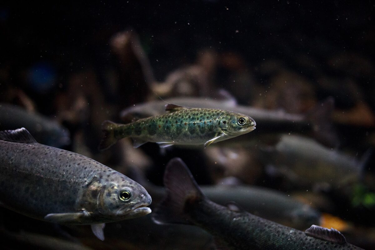 Juvenile Atlantic salmon (Salmo salar) in Chile.