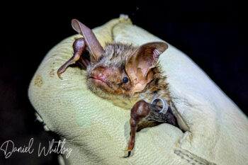 Banner image of a greater mouse-eared bat, courtesy of Daniel Whitby/BatCRU.