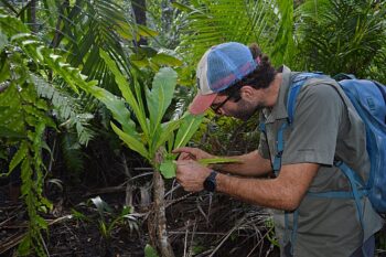 Tropical botanist Andrea Bianchi examines a species of Anthocleista in Ngezi Forest Reserve. Unlike the species that grows in Tanzania’s Eastern Arc Mountains, the ones he and colleagues found in Ngezi are armed with spines, more akin to a species that grows in West Africa. Image by Ryan Truscott for Mongabay.