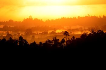 Banner image of a rainforest in Borneo by Rhett A. Butler/Mongabay.