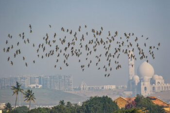 Malir River near Damloti check dam, Karachi suburbs.