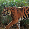 A captive Sumatran tiger.