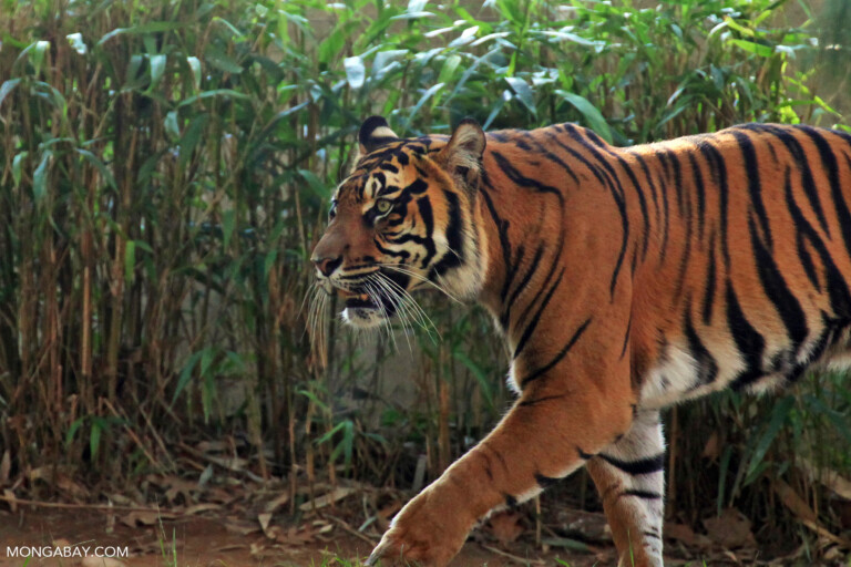 A captive Sumatran tiger.