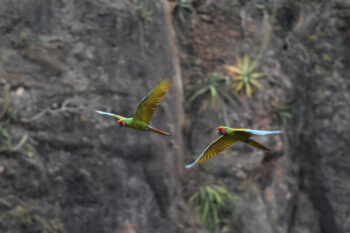 Green macaws (Ara ambiguus) in the Tehuacán-Cuicatlán Biosphere Reserve, a protected natural area located in southeastern Mexico.