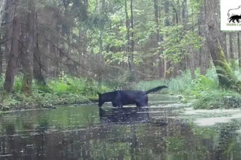 A camera trap filmed two black wolves in a Polish forest. Images courtesy of SAVE Wildlife Conservation Fund Poland.