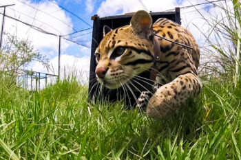 An ocelot walks tentatively into a pre-release enclosure.