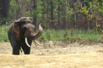 A wild Asian elephant in Nepal's plains. Image courtesy of Ashok Ram