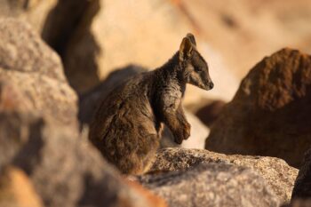 Banner image of a brush-tailed rock wallaby by Donald Hobern via Wikimedia Commons (CCBY2.0).