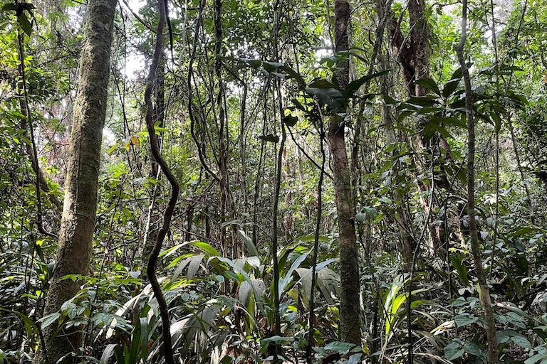 Forest in the buffer surrounding a Golden Veroleum Liberia oil palm plantation. Image by Jonathan H. Timperley.