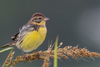 Yellow-breasted bunting