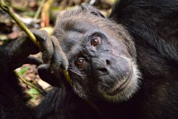 An endangered eastern chimpanzee (Pan troglodytes schweinfurthii).