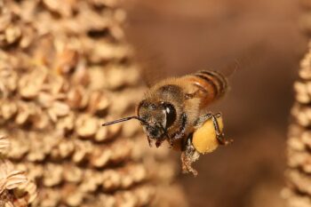 Honey Bee, ''Apis mellifera'' flying back to its hive carrying pollen in a pollen basket.
