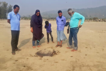 Researchers examine a dead olive ridley at Cox's Bazar Beach.