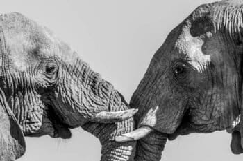African savannah elephants, the biggest land animals on the planet, are socially advanced and highly intelligent mammals. Image by O’Connell’s & Rodwell.