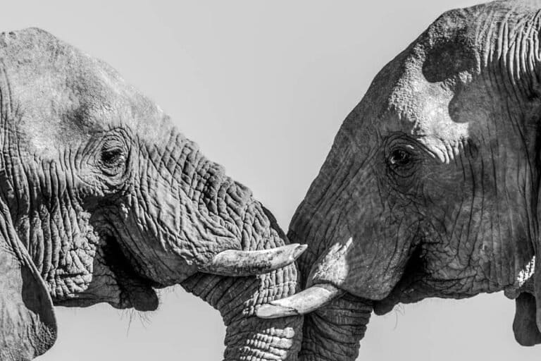 African savannah elephants, the biggest land animals on the planet, are socially advanced and highly intelligent mammals. Image by O’Connell’s & Rodwell.