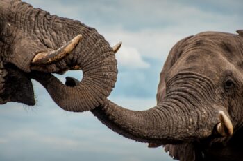 Elephant society is dynamic and very complex. Image by O’Connell’s & Rodwell.