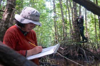A researcher notes biomass measurements in a mangrove forest in West Kalimantan, Indonesia. Image by Kate Evans/CIFOR via Flickr (CC BY-NC-ND 2.0).