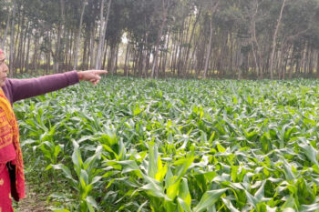 Ganga Thapa, a farmer in Sarlahi’s Ishworpur municipality, points towards the eucalyptus plants affecting her farm. Image by Mukesh Pokhrel.