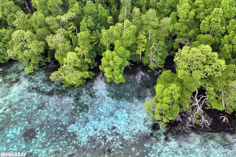 A mangrove forest in the Raja Ampat archipelago in Indonesia.