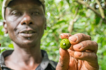 Stephen Kenduiwo holds a round green seed up to the camera. Image by Patrick Shepherd/CIFOR via Flickr (CC BY-NC-ND 2.0)
