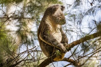 A koala is pictured in The Great Koala National Park, NSW. Koala populations are being pushed towards extinction due to habitat loss and fragmentation, inappropriate fire regimes, climate change impacts, disease and feral dogs and cats. Many of the populations in New South Wales and Queensland are now in decline. Image courtesy of Paul Hilton / Earth Tree Images