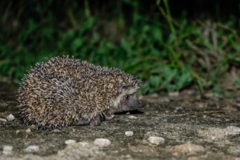 Image of a Madras hedgehog by Santhosh Krishnan13 via Wikimedia Commons (CC BY-SA 4.0).