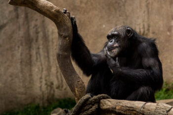 Image of a critically endangered western chimpanzee. Image by Christoph Wurbel via Flickr (CC BY-NC-SA 2.0).