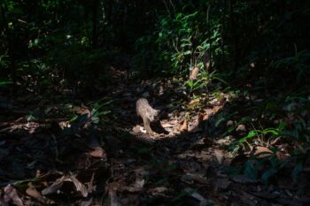 African palm civet (Nandinia binotata), Nouabale-Ndoki NP. Elusive yet abundant, nocturnal African palm civets are widely hunted for bushmeat in many parts of Africa. Image courtesy of Will Burrard-Lucas/WCS.