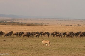 A lion is approaching a wildebeest herd roaming in a grassland in Kenya. Image by Rhett A. Butler / Mongabay.