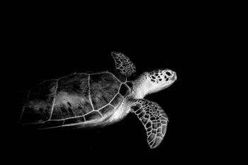 A sea turtle.