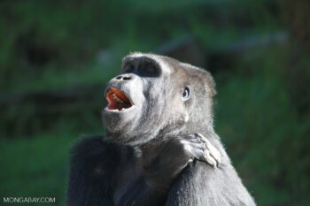 Western lowland gorilla.