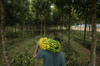 In São Paulo, Brazil a farm with a mix of native Atlantic Forest species as well as other species for the production of wood, food, and seeds.