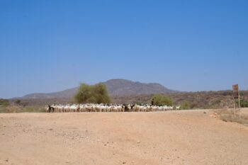 A herder minding his goats in Isiolo County, Kenya. Image by Ashoka Mukpo for Mongabay.