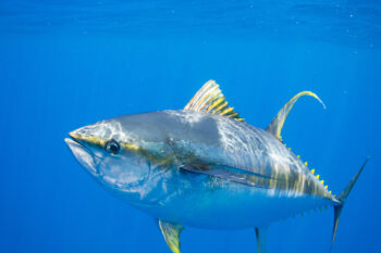 A yellowfin tuna (Thunnus albacares). Experts debate the impact of marine protected areas (MPAs) on tuna populations. Image by Ellen Cuylaerts / Ocean Image Bank.