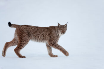 Image of a Eurasian lynx walking on snow, staring at the camera. Image by Rolf Nyström/Swedensbigfive.org.