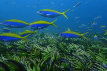 Blue and gold fusilier fish above a seagrass meadow, Desroches Atoll, Seychelles. Image courtesy of Seychelles Seagrass Mapping and Carbon Assessment project.