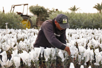An olive nursery in Jenin, West Bank.