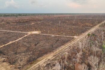 Illegal deforestation in Pauini, Amazonas state, Brazil. Image courtesy of Brazilian Federal Police.