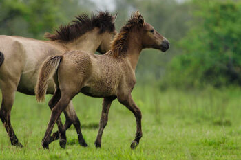 Image of two feral horses. Image by Dhruba Jyoti Baruah via Wikimedia Commons (CC BY-SA 4.0).