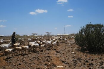 A man herds goats in the town of Gotu in Isiolo county, Kenya. Image by Ashoka Mukpo/Mongabay.
