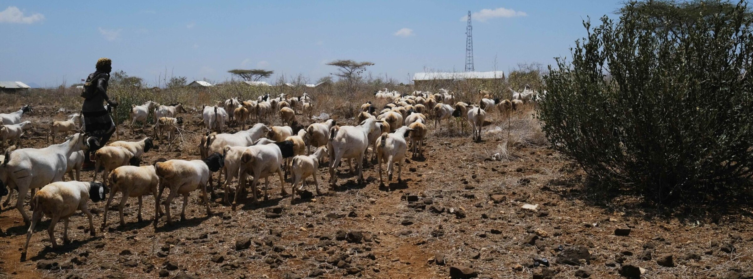 A man herds goats in the town of Gotu in Isiolo county, Kenya. Image by Ashoka Mukpo/Mongabay.