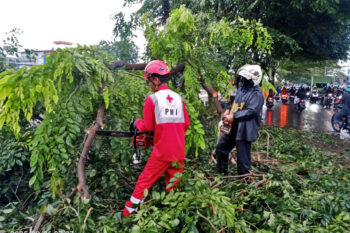 Trees fallen due to winds and fooding.