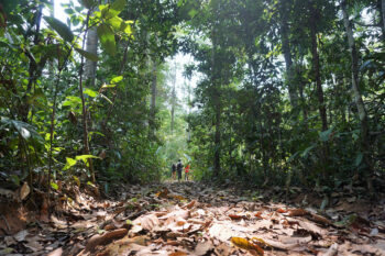 REDD+ project, Madre de Dios, Peru. Photo by Yoly Gutierrez/CIFOR