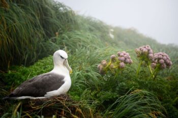 Banner image of a white-capped albatross (Thalassarche cauta steadi) on Maukahuka/Auckland Island by Jake Osborne.