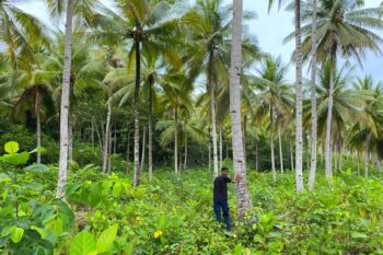 Coconut plantations on Gebe Island threatened by nickel mining.